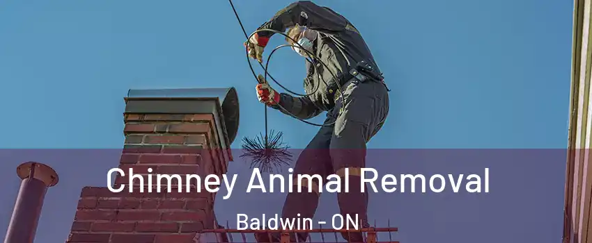Chimney Animal Removal Baldwin - ON