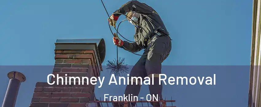 Chimney Animal Removal Franklin - ON