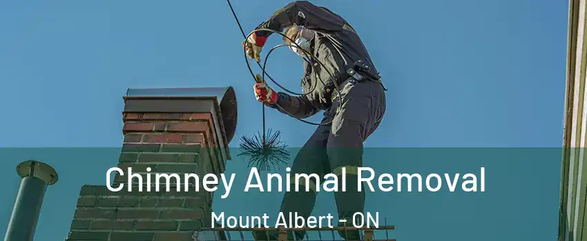 Chimney Animal Removal Mount Albert - ON