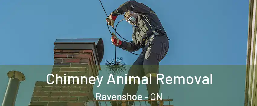 Chimney Animal Removal Ravenshoe - ON