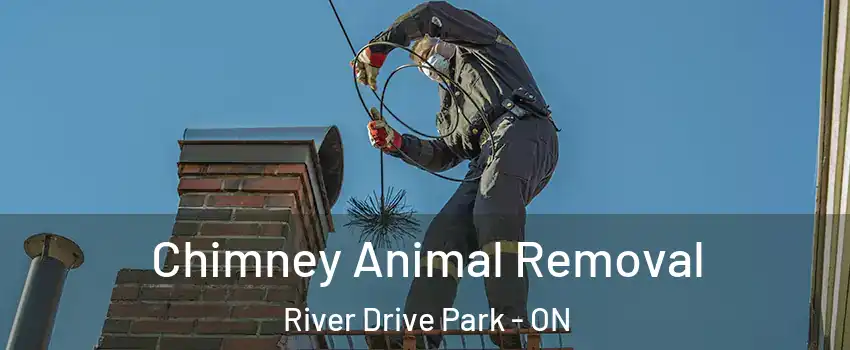 Chimney Animal Removal River Drive Park - ON