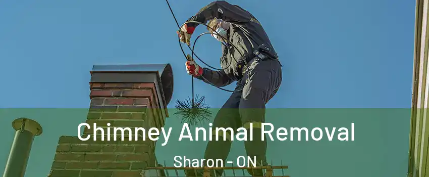Chimney Animal Removal Sharon - ON